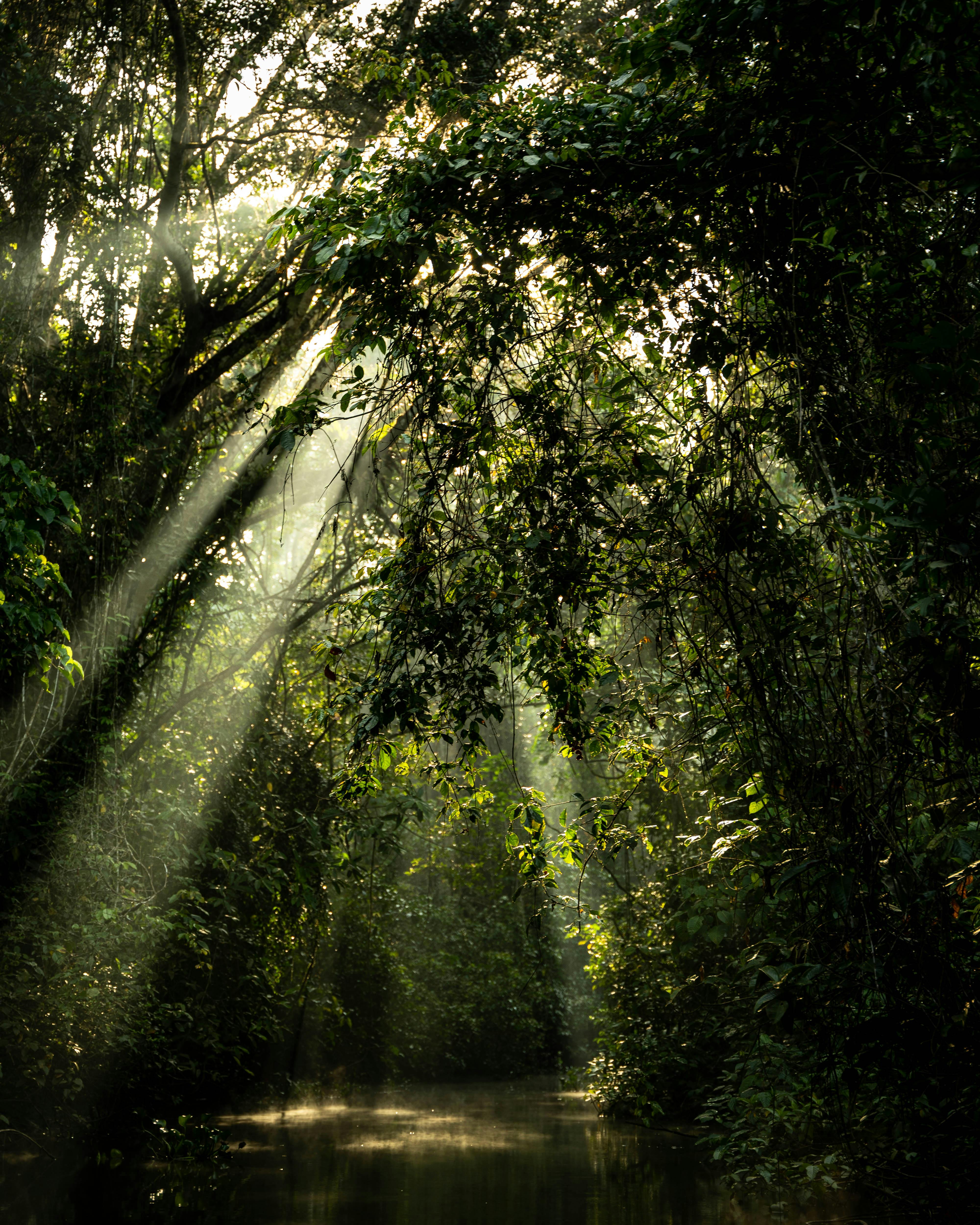 Danza de la Selva